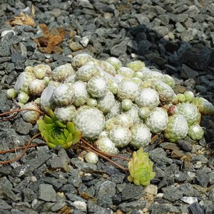 Spinnweben-Hauswurz / Sempervivum arachnoideum