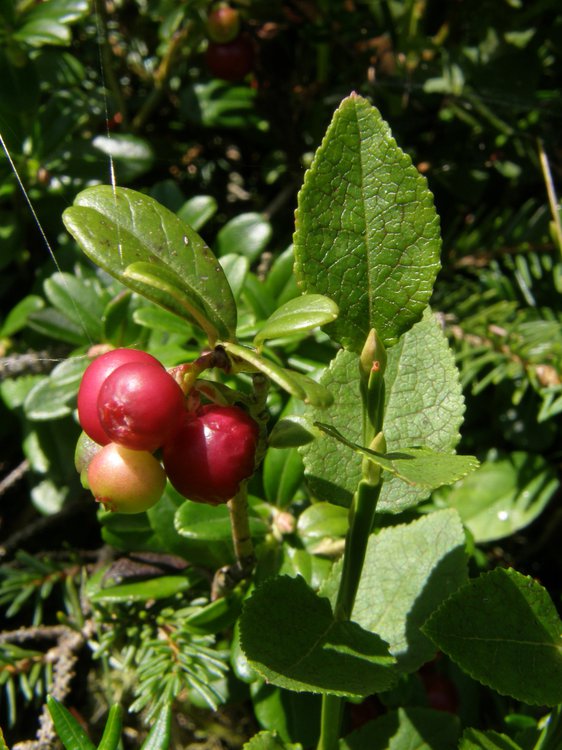 Preiselbeere / Vaccinium vitis-idaea