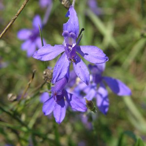 Acker-Rittersporn / Consolida regalis