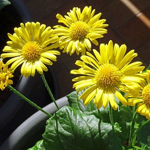 Kriechende Gämswurz / Doronicum pardalianches
