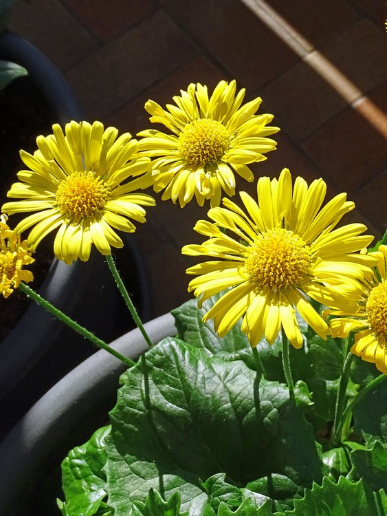 Kriechende Gämswurz / Doronicum pardalianches