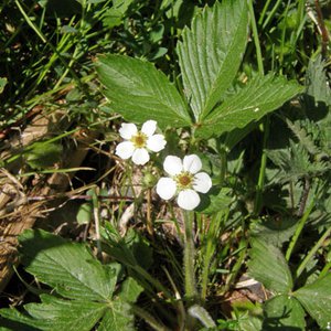 Wald-Erdbeere / Fragaria vesca
