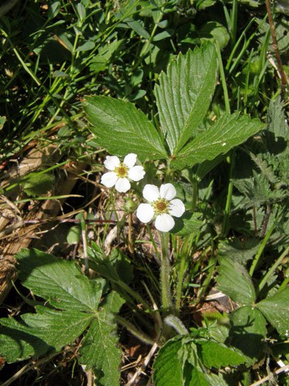 Wald-Erdbeere / Fragaria vesca