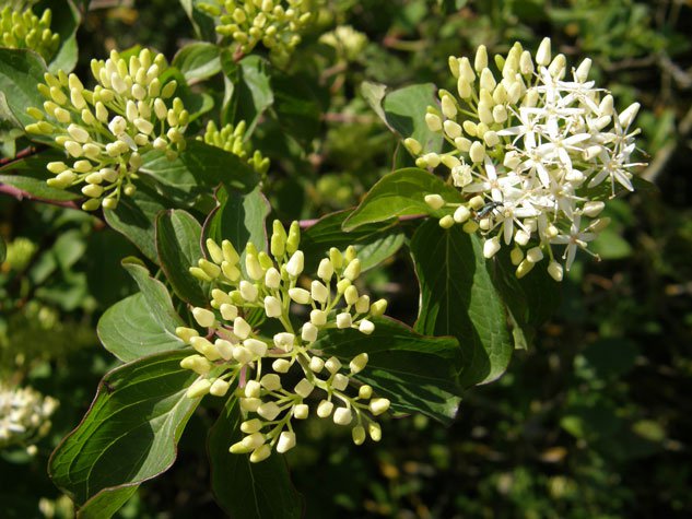 Roter Hartriegel / Cornus sanguinea