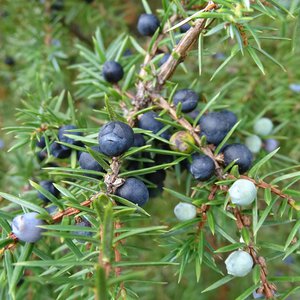 Gewöhnlicher Wacholder / Juniperus communis