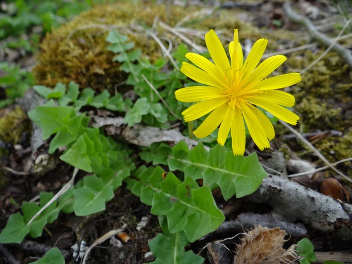 Stinksalat / Aposeris foetida