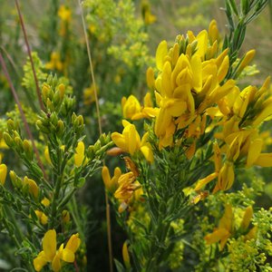 Färber-Ginster / Genista tinctoria