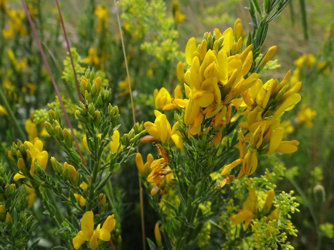 Färber-Ginster / Genista tinctoria