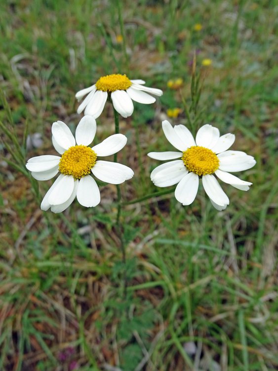 Straußblütige Margerite / Tanacetum corymbosum