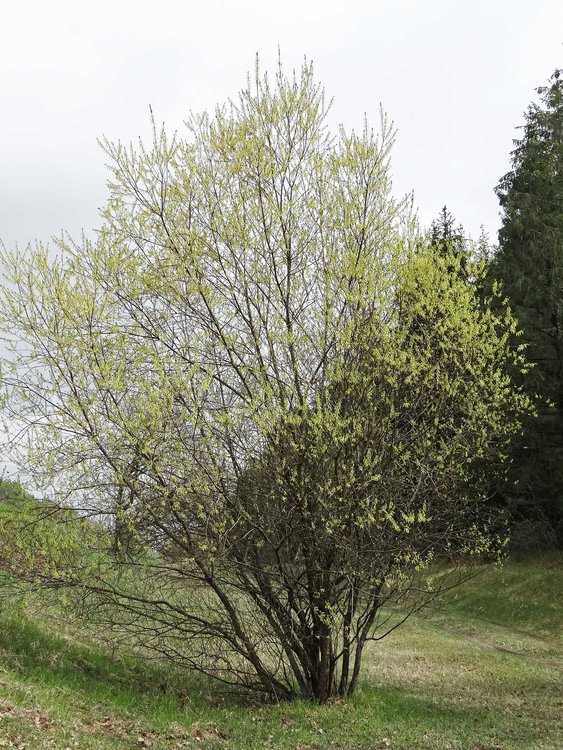 Lavendel-Weide / Salix eleagnos
