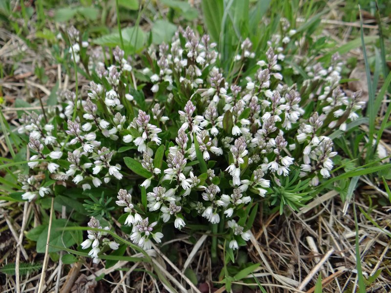Moor-Kreuzblume / Polygala amarella