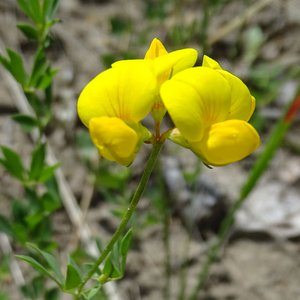 Gemeiner Hornklee / Lotus corniculatus