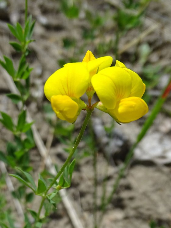 Gemeiner Hornklee / Lotus corniculatus