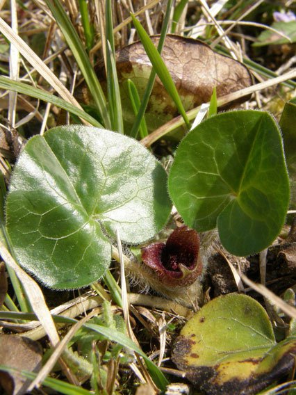 Europäische Haselwurz / Asarum europaeum