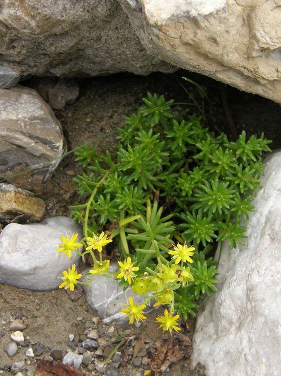 Milder Mauerpfeffer / Sedum sexangulare