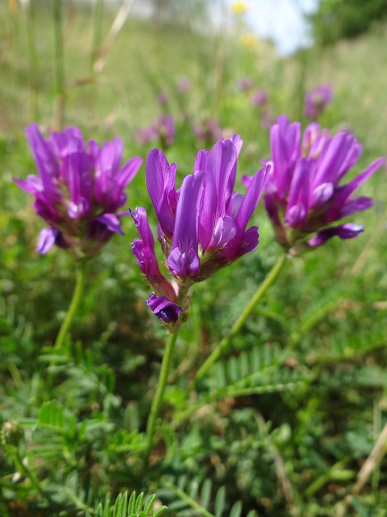 Esparsetten-Tragant / Astragalus onobrychis