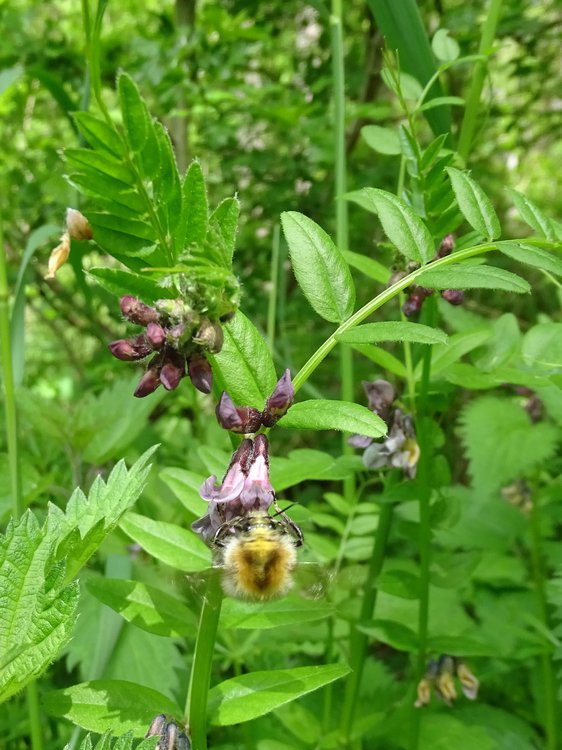 Zaun-Wicke / Vicia sepium