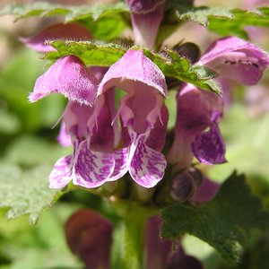 Gefleckte Taubnessel / Lamium maculatum