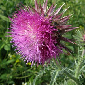 Nickende Kratzdistel / Carduus nutans