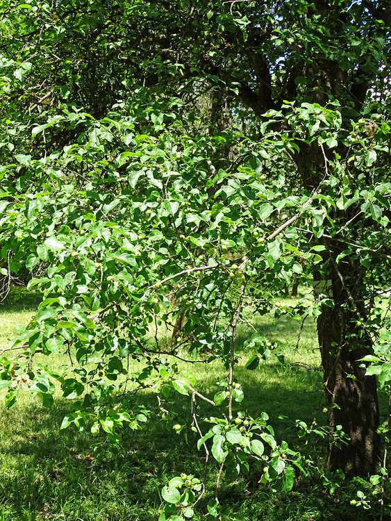 Holz-Apfel / Malus sylvestris