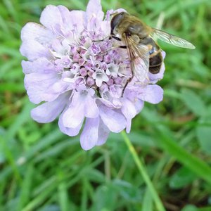 Tauben-Skabiose / Scabiosa columbaria