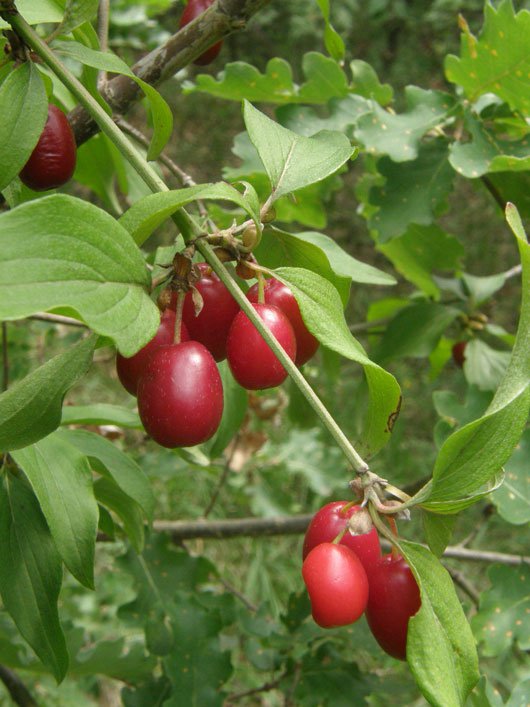 Kornelkirsche / Cornus mas