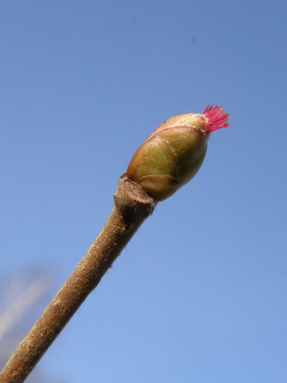 Haselnuss / Corylus avellana