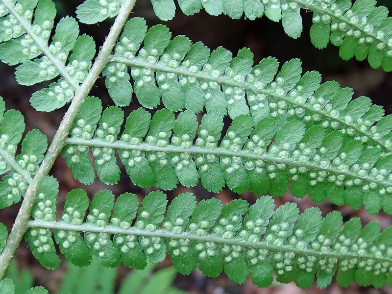 Breitblättriger Dornfarn / Dryopteris dilatata