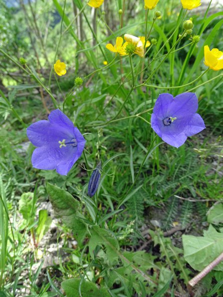 Scheuchzers-Glockenblume / Campanula scheuchzeri