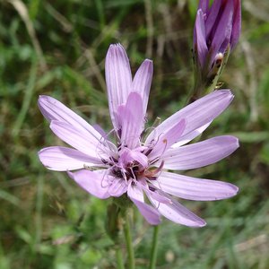Purpur-Schwarzwurzel / Scorzonera purpurea