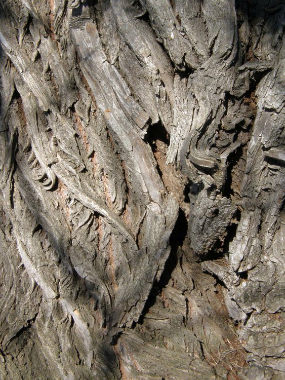 Silber-Weide / Salix alba
