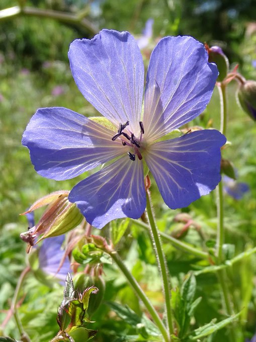 Wiesen-Storchschnabel / Geranium pratense