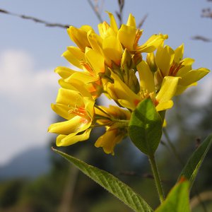 Gewöhnlicher Gilbweiderich / Lysimachia vulgaris