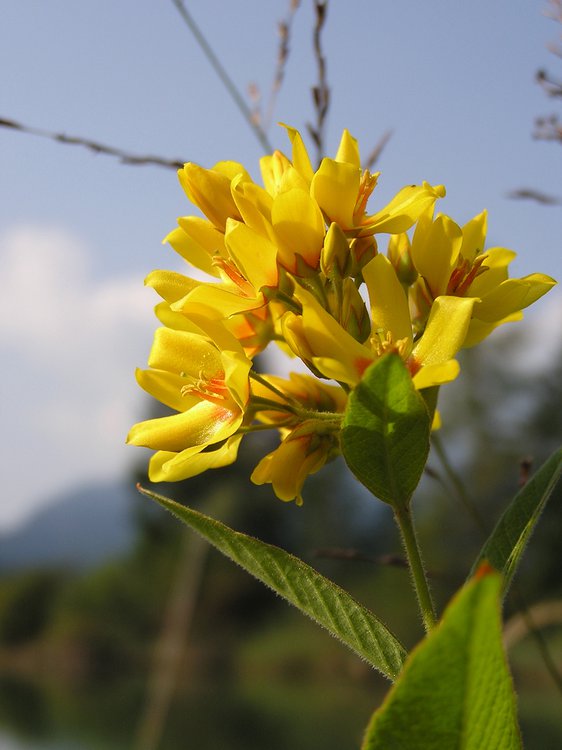 Gewöhnlicher Gilbweiderich / Lysimachia vulgaris