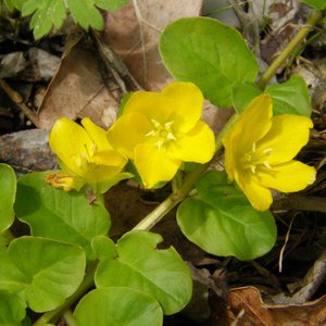 Pfennigkraut / Lysimachia nummularia