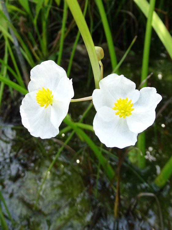 Echtes Pfeilkraut / Sagittaria sagittifolia