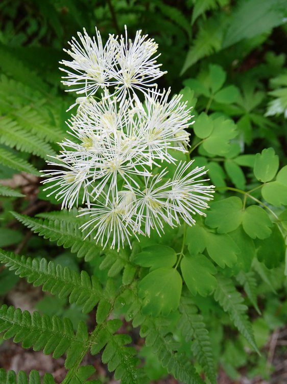 Akeleiblättrige Wiesenraute / Thalictrum aquilegifolium
