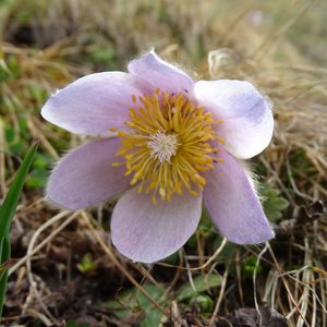 Frühlings-Küchenschelle / Pulsatilla vernalis