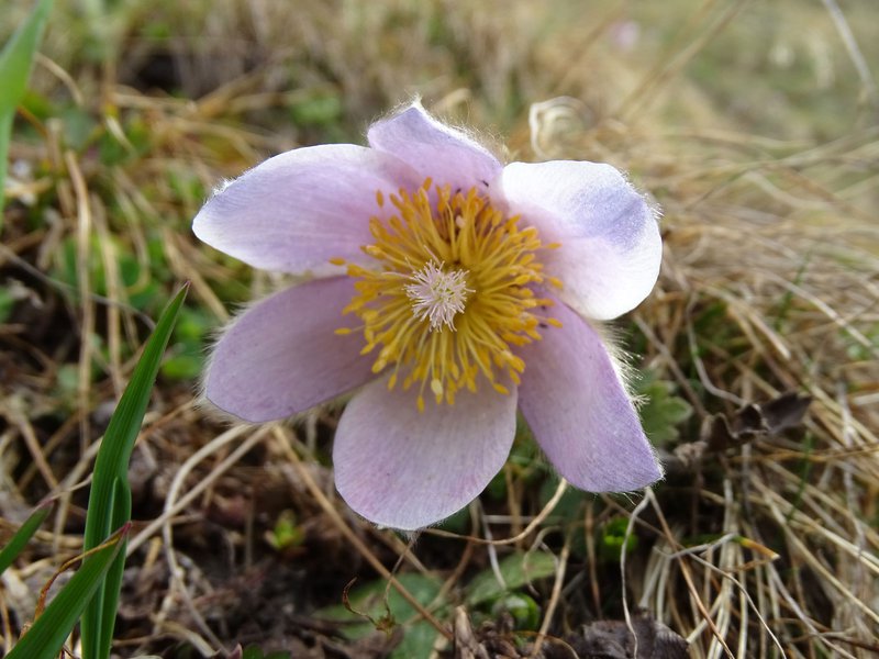 Frühlings-Küchenschelle / Pulsatilla vernalis