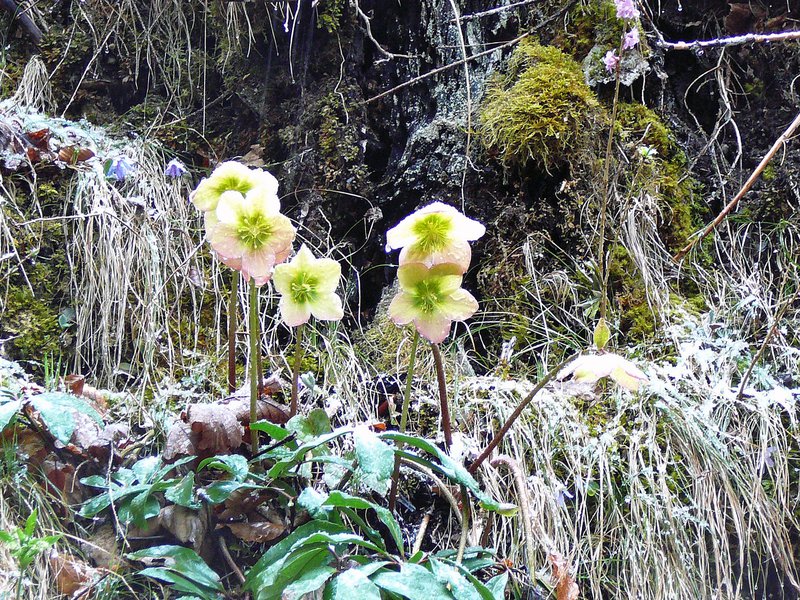 Schneerose / Helleborus niger