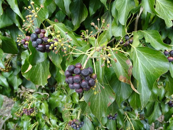 Efeu / Hedera helix