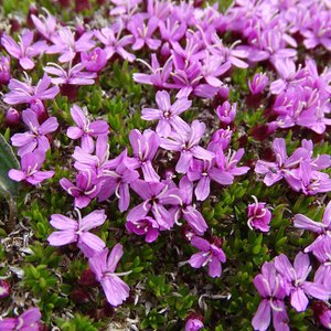 Rotes Seifenkraut / Saponaria ocymoides