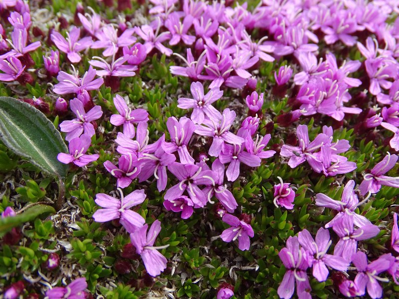 Rotes Seifenkraut / Saponaria ocymoides