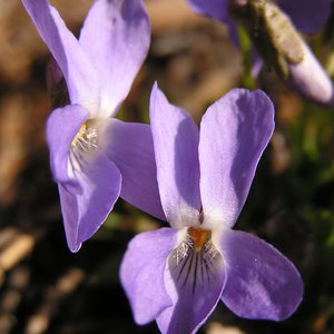 Wald-Veilchen / Viola reichenbachiana
