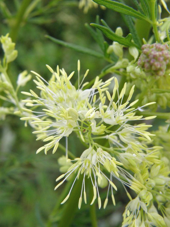 Glänzende Wiesenraute / Thalictrum lucidum
