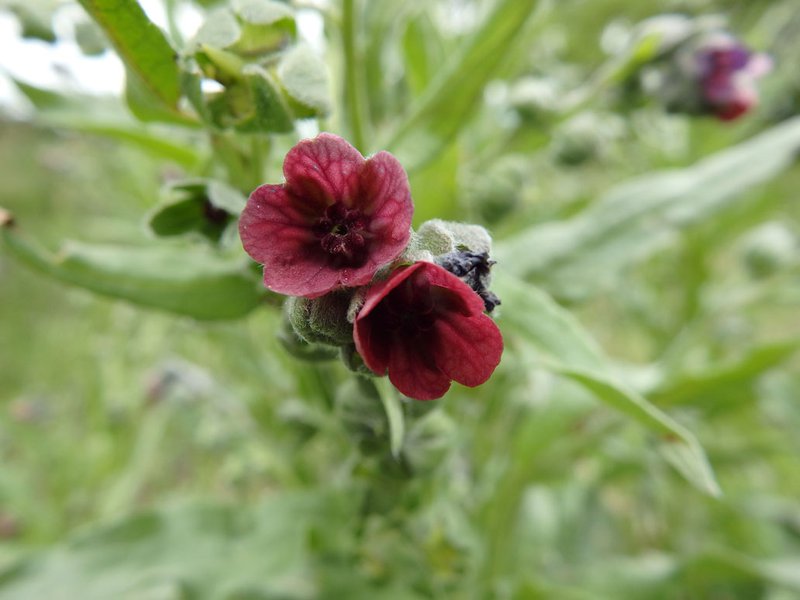 Echte Hundszunge / Cynoglossum officinale