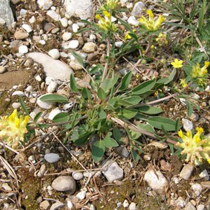 Gewöhnlicher Wundklee / Anthyllis vulneraria