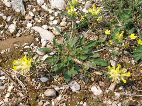 Gewöhnlicher Wundklee / Anthyllis vulneraria