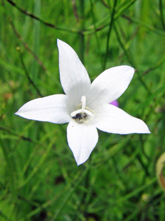 Wiesen-Glockenblume / Campanula patula