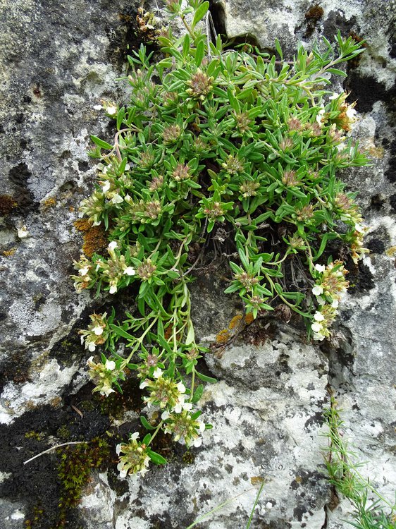Berg-Gamander / Teucrium montanum